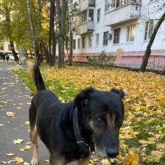 Подробнее об объявлении «Найдена собака кобель собака-потеряшка Москва» Фото: найдена собака  «Найдена собака кобель собака-потеряшка Москва» в г. Москва