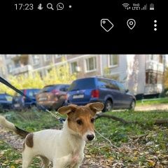 Подробнее об объявлении «Найдена собака кобель 7 октября, возле мега- кобел Химки» Фото: найдена собака Джек рассел терьер «Найдена собака кобель 7 октября, возле мега-...» в г. Химки