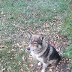 Подробнее об объявлении «Омск Найдена собака кобель» Фото: найдена собака  «Омск Найдена собака кобель» в г. Омск