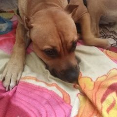 Подробнее об объявлении «Витебск Найдена собака» Фото: найдена собака Американский стаффордширский терьер «Витебск Найдена собака» в г. Витебск