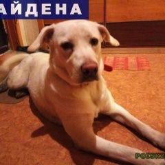 Подробнее об объявлении «Найдена собака лаюрадор Москва» Фото: найдена собака Лабрадор ретривер «Найдена собака лаюрадор Москва» в г. Москва