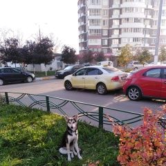 Подробнее об объявлении «Найдена собака похожа на хаски, д. островцы Октябрьский (Московская обл.)» Фото: найдена собака  «Найдена собака похожа на хаски, д. островцы...» в г. Октябрьский (Московская обл.)