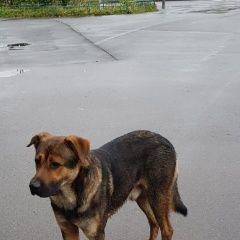 Подробнее об объявлении «Найдена собака кобель Зеленоград» Фото: найдена собака  «Найдена собака кобель Зеленоград» в г. Зеленоград