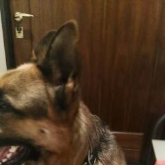 Подробнее об объявлении «Найдена собака кобель немецкой овчарки. Челябинск» Фото: найдена собака Немецкая овчарка «Найдена собака кобель немецкой овчарки. Челябинск» в г. Челябинск