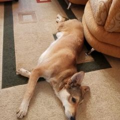 Подробнее об объявлении «Тюмень Найдена собака. ул. холодильная 142» Фото: найдена собака  «Тюмень Найдена собака. ул. холодильная 142» в г. Тюмень