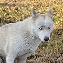 Подробнее об объявлении «Тюмень Найдена собака. коттеджный поселок патрушева, ха» Фото: найдена собака Сибирская хаски «Тюмень Найдена собака. коттеджный поселок...» в г. Тюмень