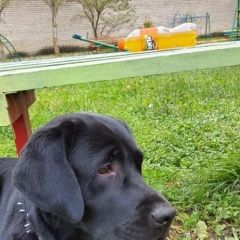 Подробнее об объявлении «Обнинск Найдена собака кобель черный лабрадор» Фото: найдена собака Лабрадор ретривер «Обнинск Найдена собака кобель черный лабрадор» в г. Обнинск