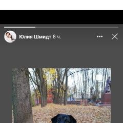 Подробнее об объявлении «Витебск Найдена собака лабрадор, окрас черный» Фото: найдена собака Лабрадор ретривер «Витебск Найдена собака лабрадор, окрас черный» в г. Витебск