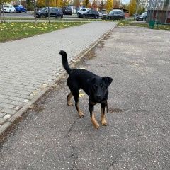 Подробнее об объявлении «Найдена собака в кузьминках Москва» Фото: найдена собака  «Найдена собака в кузьминках Москва» в г. Москва