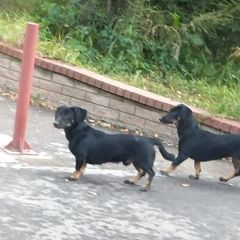 Подробнее об объявлении «Найдена собака кобель 2 таксы Москва» Фото: найдена собака Такса «Найдена собака кобель 2 таксы Москва» в г. Москва