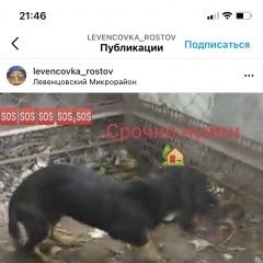 Подробнее об объявлении «Ростов-на-Дону Найдена собака» Фото: найдена собака Такса «Ростов-на-Дону Найдена собака» в г. Ростов-на-Дону