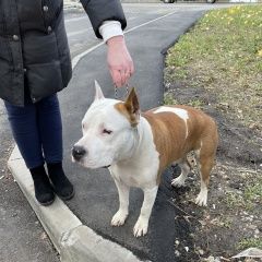 Подробнее об объявлении «Найдена собака кобель американский стаффорд Москва» Фото: найдена собака Американский стаффордширский терьер «Найдена собака кобель американский стаффорд Москва» в г. Москва