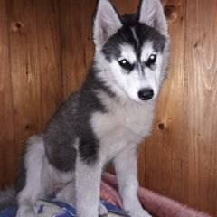 Подробнее об объявлении «Найдена собака Липецк» Фото: найдена собака Сибирская хаски «Найдена собака Липецк» в г. Липецк
