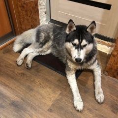 картинка найдена собака