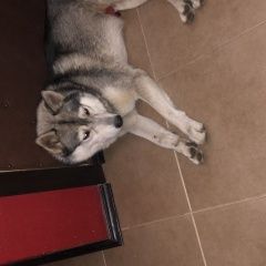 Подробнее об объявлении «Найдена собака кобель хаски Москва» Фото: найдена собака  «Найдена собака кобель хаски Москва» в г. Москва