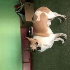 Подробнее об объявлении «Найдена собака кобель Москва» Фото: найдена собака Чихуахуа «Найдена собака кобель Москва» в г. Москва