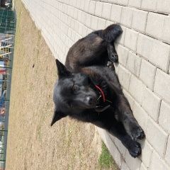 Подробнее об объявлении «Мытищи Найдена собака» Фото: найдена собака  «Мытищи Найдена собака» в г. Мытищи