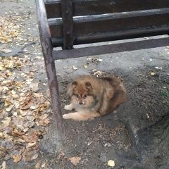 Подробнее об объявлении «Найдена собака Одинцово» Фото: найдена собака Немецкий шпиц «Найдена собака Одинцово» в г. Одинцово