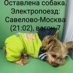 Подробнее об объявлении «Найдена собака кобель йоркширский терьер Москва» Фото: найдена собака Йоркширский терьер «Найдена собака кобель йоркширский терьер Москва» в г. Москва