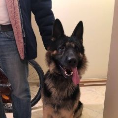 Подробнее об объявлении «Найдена собака кобель, немецкая овчарка Москва» Фото: найдена собака Немецкая овчарка «Найдена собака кобель, немецкая овчарка Москва» в г. Москва
