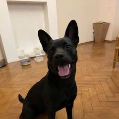 Подробнее об объявлении «Найдена собака в районе китай-города Москва» Фото: найдена собака  «Найдена собака в районе китай-города Москва» в г. Москва