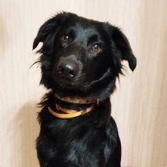 Подробнее об объявлении «Обнинск Найдена собака» Фото: найдена собака  «Обнинск Найдена собака» в г. Обнинск