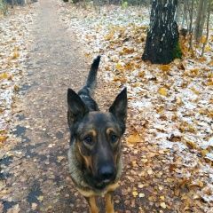 Подробнее об объявлении «Найдена собака кобель Королев» Фото: найдена собака  «Найдена собака кобель Королев» в г. Королев