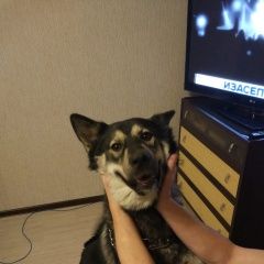 Подробнее об объявлении «Мытищи Найдена собака кобель, хаски, в строгом ошейнике» Фото: найдена собака  «Мытищи Найдена собака кобель, хаски, в строгом...» в г. Мытищи