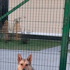 Подробнее об объявлении «Боровск Найдена собака» Фото: найдена собака  «Боровск Найдена собака» в г. Боровск