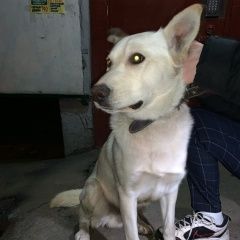 Подробнее об объявлении «Найдена собака кобель Москва» Фото: найдена собака  «Найдена собака кобель Москва» в г. Москва