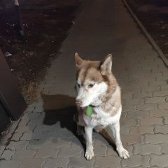 Подробнее об объявлении «Красноярск Найдена собака кобель» Фото: найдена собака  «Красноярск Найдена собака кобель» в г. Красноярск