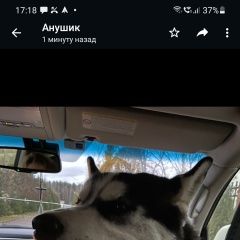 Подробнее об объявлении «Найдена собака кобель хаски Троицк» Фото: найдена собака  «Найдена собака кобель хаски Троицк» в г. Троицк