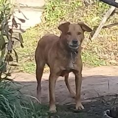 Подробнее об объявлении «Найдена собака кобель 19 октября Лакинск» Фото: найдена собака  «Найдена собака кобель 19 октября Лакинск» в г. Лакинск