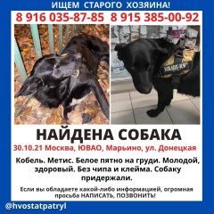 Подробнее об объявлении «Найдена собака кобель Москва» Фото: найдена собака  «Найдена собака кобель Москва» в г. Москва