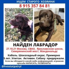 Подробнее об объявлении «Найдена собака Москва» Фото: найдена собака  «Найдена собака Москва» в г. Москва