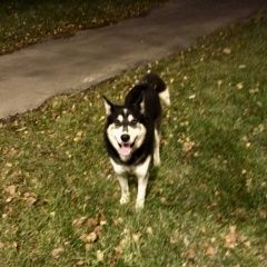 Подробнее об объявлении «Найдена собака кобель был замечен на тропарева пёс Москва» Фото: найдена собака  «Найдена собака кобель был замечен на тропарева...» в г. Москва