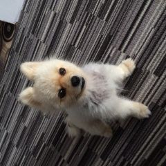 Подробнее об объявлении «Новороссийск Найдена собака кобель шпиц. мальчик. с клеймом.» Фото: найдена собака Померанский шпиц «Новороссийск Найдена собака кобель шпиц....» в г. Новороссийск