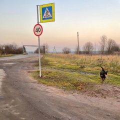 Подробнее об объявлении «Найдена собака кобель Санкт-Петербург» Фото: найдена собака  «Найдена собака кобель Санкт-Петербург» в г. Санкт-Петербург