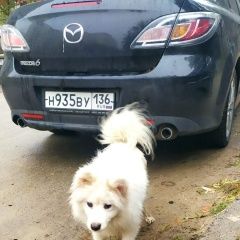 Подробнее об объявлении «Воронеж Найдена собака японский шпиц» Фото: найдена собака Японский шпиц «Воронеж Найдена собака японский шпиц» в г. Воронеж