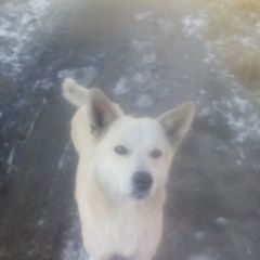 Подробнее об объявлении «Омск Найдена собака, сука, в. порт артуре» Фото: найдена собака  «Омск Найдена собака, сука, в. порт артуре» в г. Омск