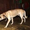 Подробнее об объявлении «Тосно Найдена собака кобель джой в поисках старых или новых хозяев» Фото: найдена собака  «Тосно Найдена собака кобель джой в поисках...» в г. Тосно