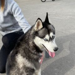 Подробнее об объявлении «Ростов-на-Дону Найдена собака сука хаски с клеймом» Фото: найдена собака Сибирская хаски «Ростов-на-Дону Найдена собака сука хаски с клеймом» в г. Ростов-на-Дону