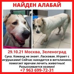 Подробнее об объявлении «Найдена собака алабай Зеленоград» Фото: найдена собака Среднеазиатская овчарка «Найдена собака алабай Зеленоград» в г. Зеленоград