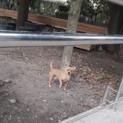 Подробнее об объявлении «Найдена собака кобель крым, г. ялта. чихуахуа (метис) Москва» Фото: найдена собака  «Найдена собака кобель крым, г. ялта. чихуахуа...» в г. Москва