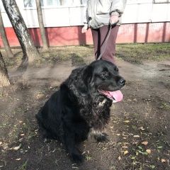 Подробнее об объявлении «Найдена собака Москва» Фото: найдена собака  «Найдена собака Москва» в г. Москва