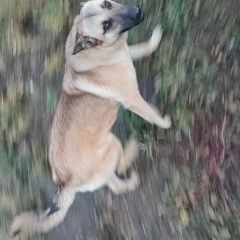 Подробнее об объявлении «Раменское Найдена собака кобель пёс в красном ошейнике» Фото: найдена собака  «Раменское Найдена собака кобель пёс в красном...» в г. Раменское