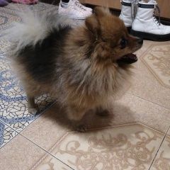 Подробнее об объявлении «Витебск Найдена собака кобель шпиц мальчик» Фото: найдена собака Померанский шпиц «Витебск Найдена собака кобель шпиц мальчик» в г. Витебск