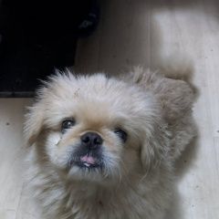 Подробнее об объявлении «Новороссийск Найдена собака кобель пекинес, рассветная улица, новоро» Фото: найдена собака Пекинес «Новороссийск Найдена собака кобель пекинес,...» в г. Новороссийск