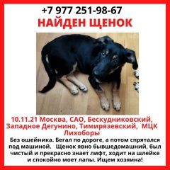 Подробнее об объявлении «Найдена собака Москва» Фото: найдена собака  «Найдена собака Москва» в г. Москва