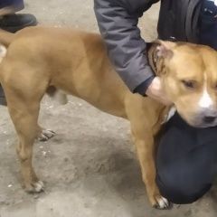 Подробнее об объявлении «Красноярск Найдена собака кобель американский стаффордширский терьер» Фото: найдена собака Американский стаффордширский терьер «Красноярск Найдена собака кобель американский...» в г. Красноярск